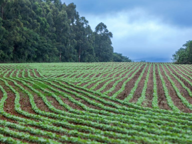 Plantio em linha